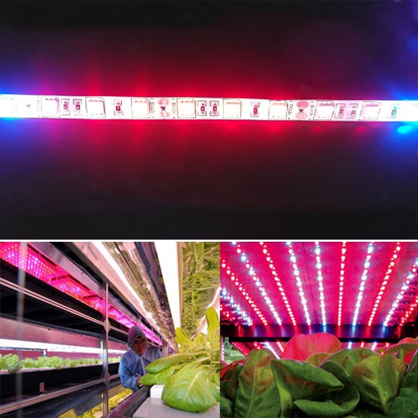 GrowStrip, Tiras LED UV Germinación Cultivo, MXGWS-001-004